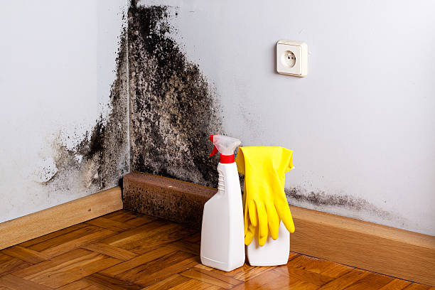 Lamar, AR Mold Remediation Company